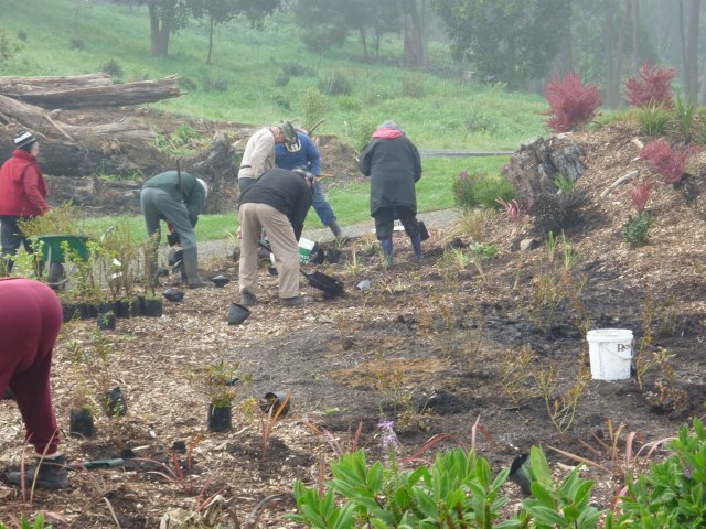 Hard at work- the Tuesday team  August 2011- Cambridge Tree Trust